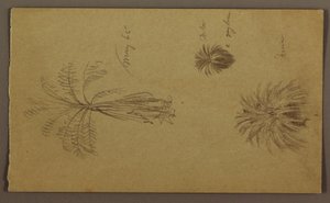 Disegno, schizzi botanici